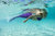 Jia's Asian Magenta Mermaid Tail (mit Monoflosse)